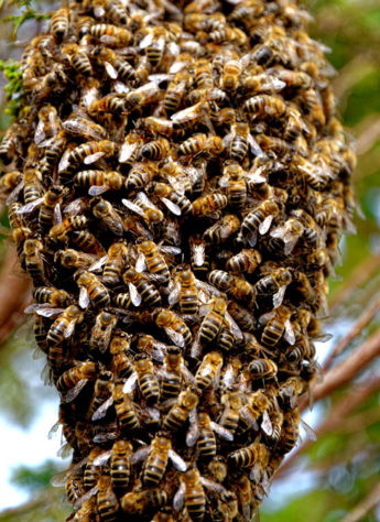 Abelhas 