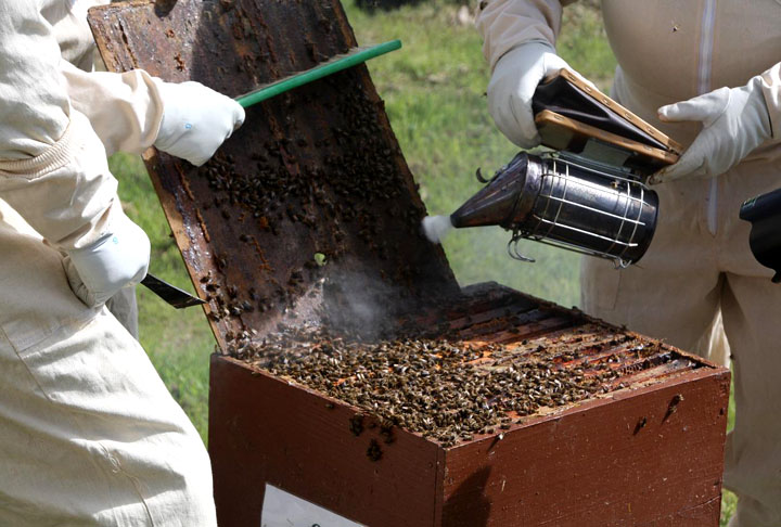 ?Algumas plantas dependem exclusivamente de animais polinizadores para sua reprodução, outras se beneficiam deles produzindo frutos de melhor qualidade. Estima-se que 35% da produção agrícola global, bem como 85% das espécies de plantas nativas, dependam, em algum grau, da polinização", disse a Coordenadoria de Assistência Técnica Integral (CATI). - Imagem de apajh por Pixabay