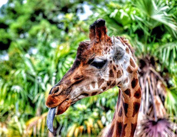 camuflagem