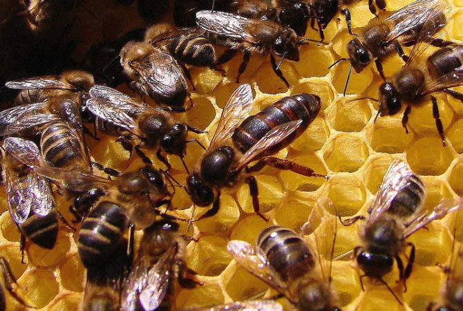 Mel ‘sabor chocolate’? Novidade é feita a partir de casca do cacau