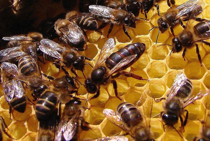 Como resultado, as mercadorias geradas pela polinização das abelhas correspondem a cerca de 10% do Produto Interno Bruto (PIB) agrícola e representam uma cifra superior a US$ 200 bilhões por ano, mundialmente. - João Caldas - Flickr