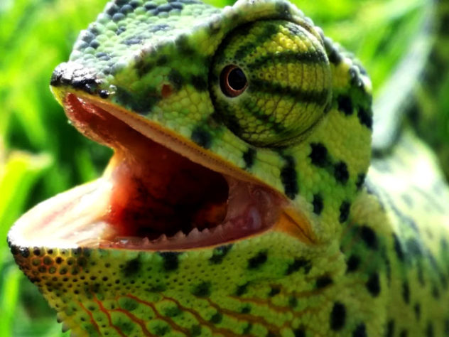 camuflagem