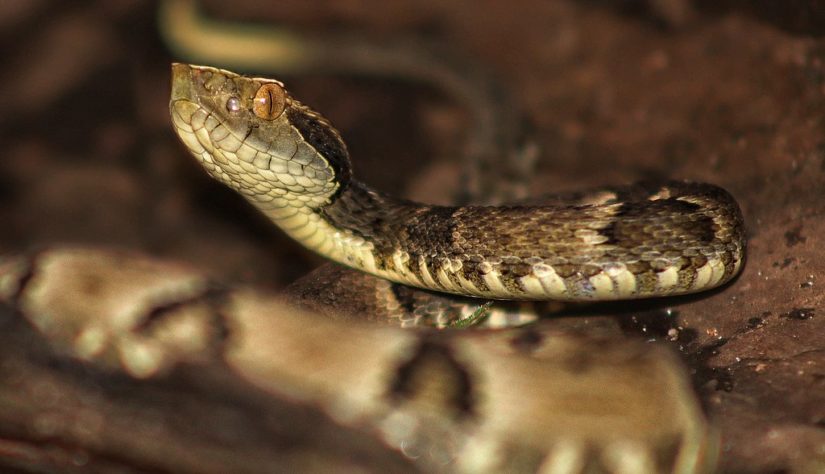 Cobra mais venenosa do Brasil ataca criança em Santa Catarina