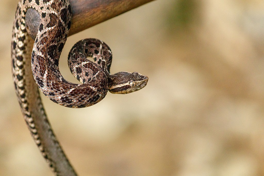 Segunda maior espÃ©cie de cobra venenosa no Brasil, ele mede atÃ© 2,2m, atrÃ¡s da Surucucu pico-de-jaca. Seu veneno pode causar insuficiÃªncia circulatÃ³ria e respiratÃ³ria, hemorragia cerebral e falÃªncia renal. Ela se espalha pelo Sul e Sudeste, alÃ©m do Mato Grosso do Sul. -Rodrigo Tetsuo Argenton  wikimedia commons