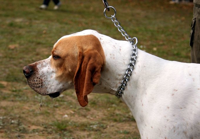 Estes são os melhores cães de caça do mundo