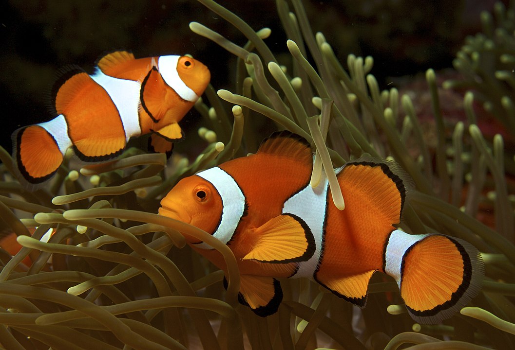 Os peixes palhaço nascem sempre como machos. Mas podem virar fêmeas num processo de adaptação, dependendo das condições do acasalamento.