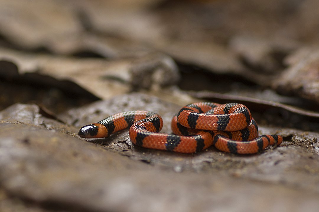 Essa cobra é considerada a mais venenosa  do Brasil. Sua toxina ataca o sistema nervoso e se espalha rapidamente pelo corpo.  O socorro tem que ser imediato. -Prasenjeet yadav  WIKIMEDIA CMMONS 