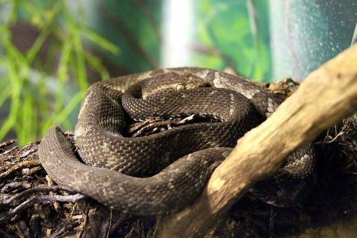 <p>Já a cobra jararaca teve seu veneno utilizado no desenvolvimento de remédios para hipertensão. Esses exemplos mostram como a fauna pode impactar diretamente a ciência.</p>
