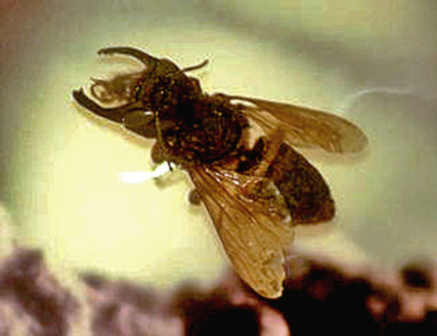 Chalicodoma Pluto-abelha grande