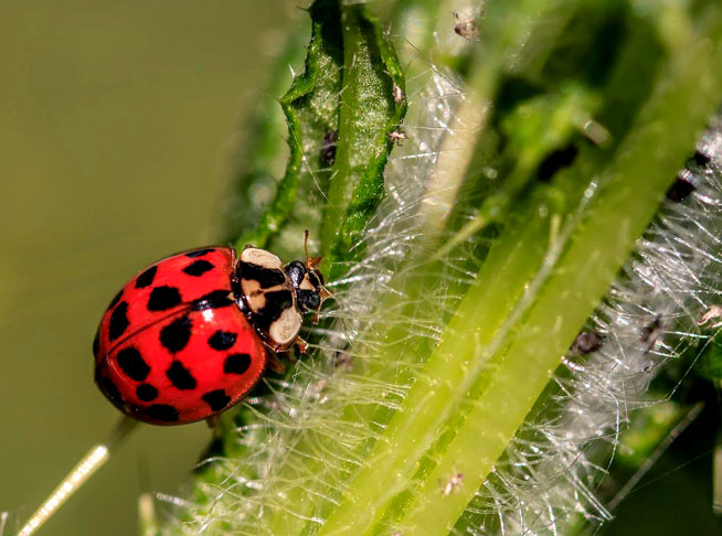 Joaninha: um pequeno inseto da família Coccinellidae, conhecida por sua coloração vibrante, geralmente vermelha com pintas pretas. É considerada benéfica na agricultura, pois se alimenta de pragas como pulgões e cochonilhas.
