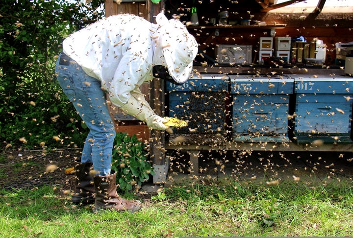 A apicultura contribui, de forma eficaz, para minimizar a interferência e a degradação da natureza, corroborando com a produção integrada na agropecuária. Criar abelhas é de suma importância para a agricultura pela efetiva polinização, que, por sua vez, provoca um significativo aumento na produção agrícola.