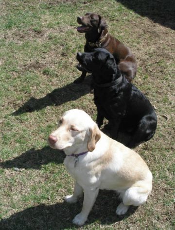 Estes são os melhores cães de caça do mundo