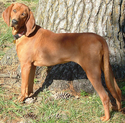Estes são os melhores cães de caça do mundo