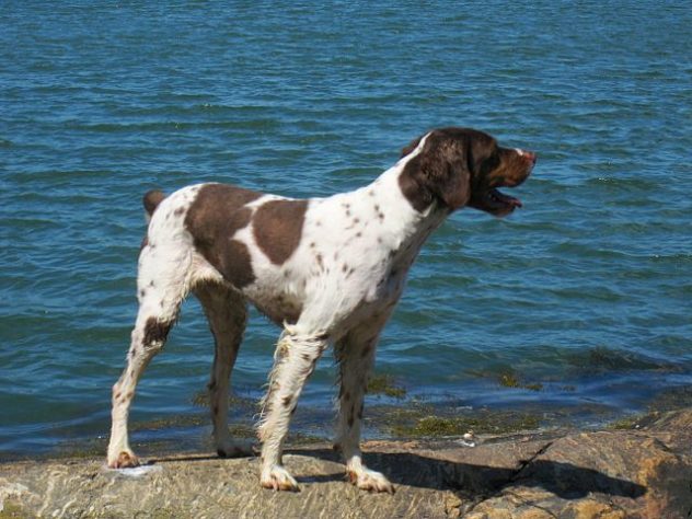 Estes são os melhores cães de caça do mundo