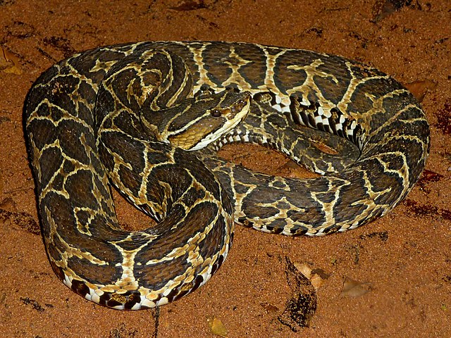 Tem manchas ao longo do corpo em formato de ferraduras.É muito rápida e agressiva. O local da picada fica necrosado. O ditado "A urutu quando não mata aleija" é muito disseminado nas regiões onde ela é encontrada.