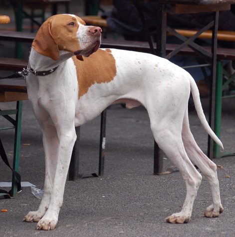 Estes são os melhores cães de caça do mundo