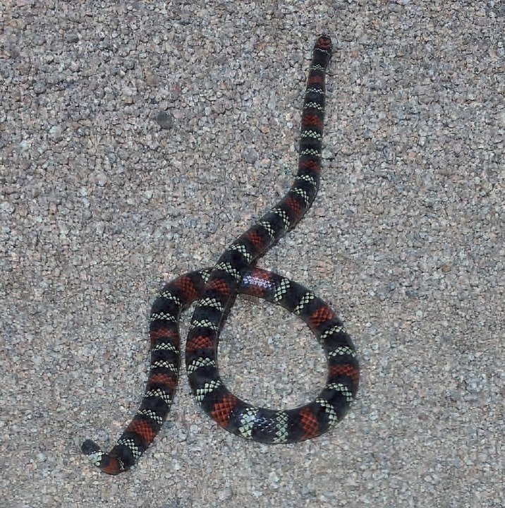 A cobra-coral verdadeira é encontrada no Amapá, Pará, Amazonas, Roraima, Acre, Maranhão, Tocantins, Rondônia, Goiás, São Paulo, Mato Grosso do Sul, Paraná, Rio Grande do Sul, Minas Gerais e Mato Grosso.-Nachodecores wikimdia commons