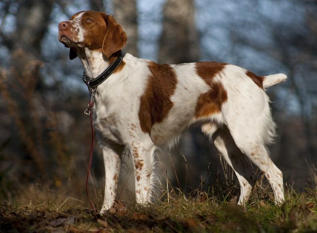 Estes são os melhores cães de caça do mundo