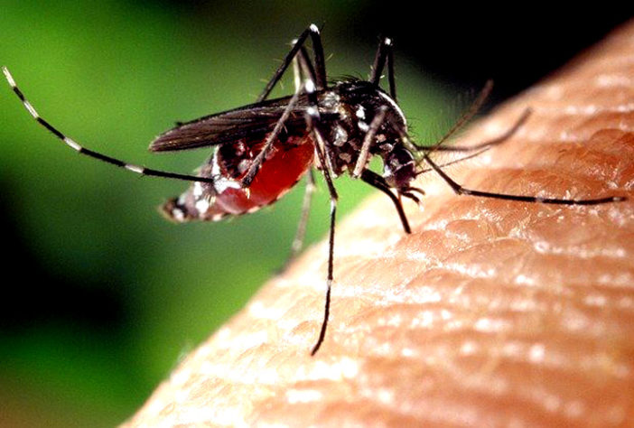 Mosquito