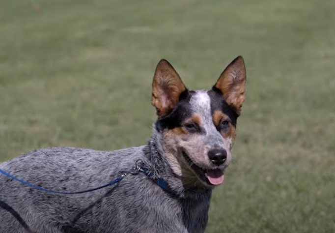 raças de cachorro que vivem por mais tempo