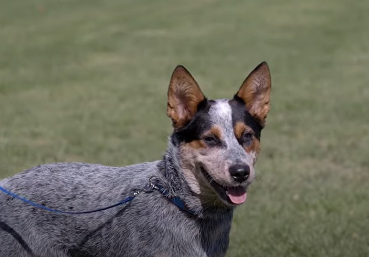 Décimo lugar:  Boiadeiro Australiano (Canis lupus familiaris) – Essa raça se destaca pela sua notável capacidade de resolver problemas e aprender comandos rapidamente. Criado para lidar com gado em terrenos difíceis, possui um raciocínio ágil e instintos apurados, permitindo-lhe tomar decisões independentes e eficazes no trabalho.
