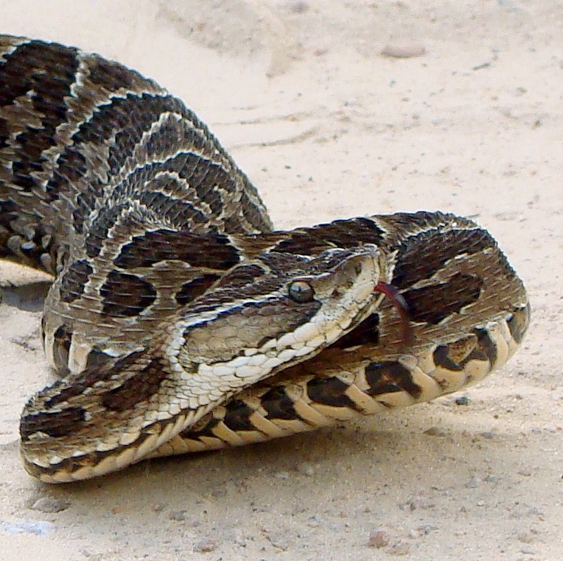  Jararaca-de-Alcatrazes -  Mede apenas cerca de 50 cm de comprimento, mas seu veneno Ã© considerado 10 vezes mais forte se comparado a outras espÃ©cies de jararacas . A toxina causa paralisia nervosa na vÃ­tima