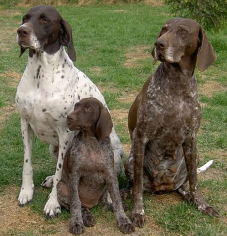 Estes são os melhores cães de caça do mundo