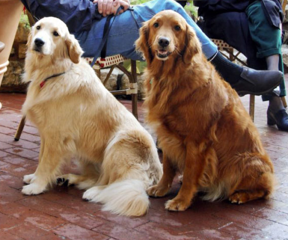 Estes são os melhores cães de caça do mundo
