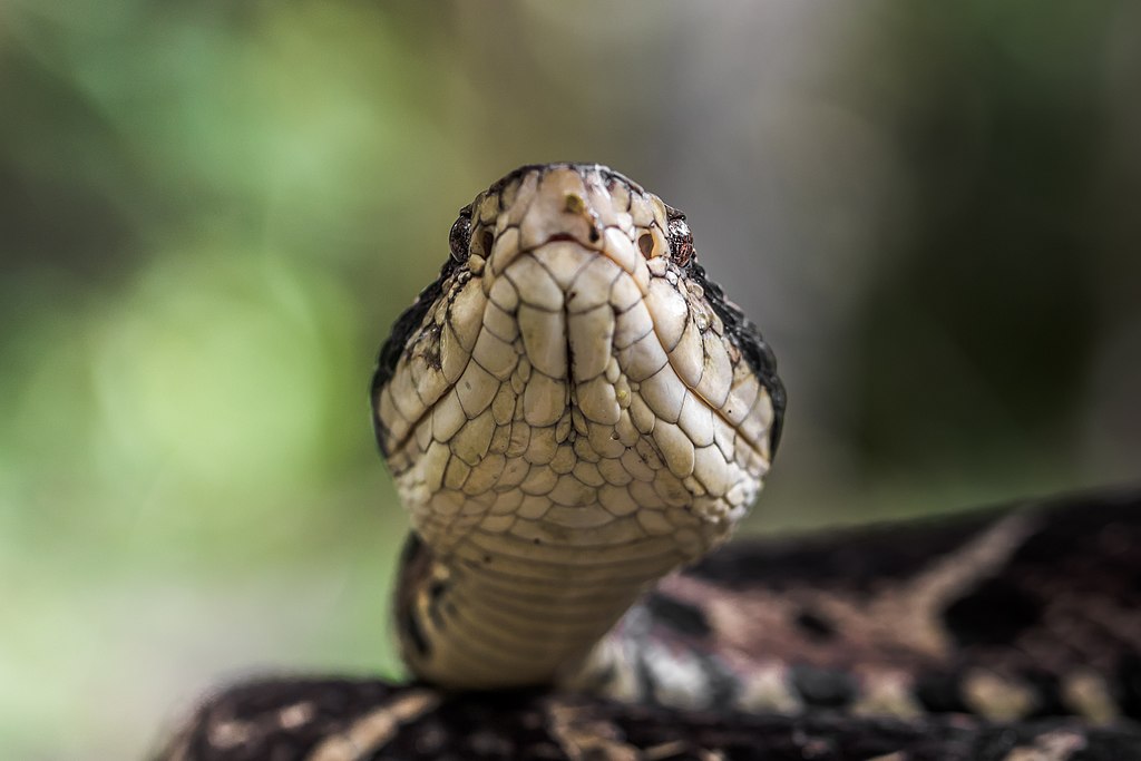 Quais são e onde habitam as cobras mais venenosas do Brasil