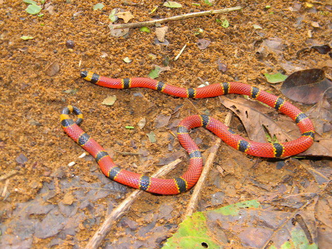 Essa cobra é considerada a mais venenosa  do Brasil. Sua toxina ataca o sistema nervoso e se espalha rapidamente pelo corpo.  O socorro tem que ser imediato. 