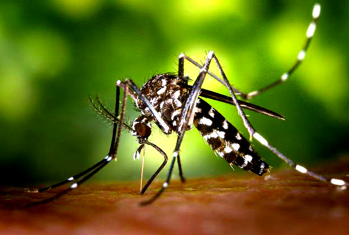 É muito importante se proteger de mosquitos em geral. De acordo com um levantamento da Fundação Bill e Melinda Gates, o inseto é o mais mortal do mundo e causa mais óbitos do que feras como leões, tigres, cobras e tubarões. 