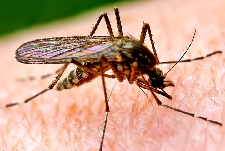 A adolescente foi picada pelo mosquito-palha, transmissor da leishmaniose, uma doença que começa com úlceras na pele e febre e pode levar à morte, se for ignorada.  