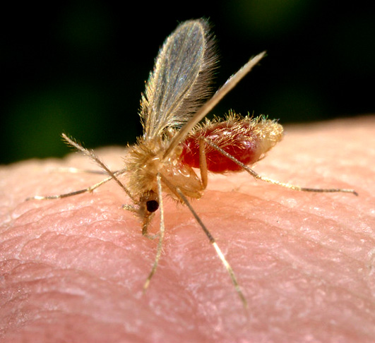 O mosquito carrega o protozoário chamado leishmania, que é transmitido pela picada da fêmea. A doença também pode afetar animais, como cachorros e ratos.  