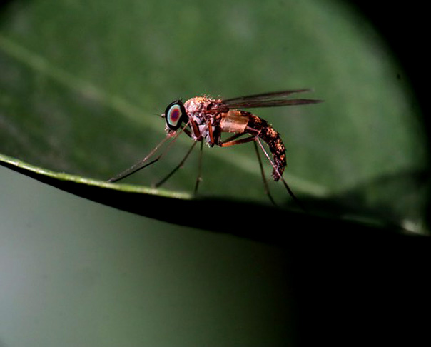 Por ano, são 725 mil mortes causadas por mosquitos, contra 125 mil das cobras, em todo o mundo.  Além da leishmaniose, mosquitos também transmitem doenças que podem ser fatais, como dengue, febre amarela,  chikungunya e malária. 