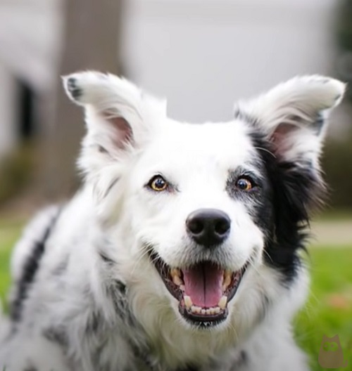 As raças mais inteligentes de cachorro