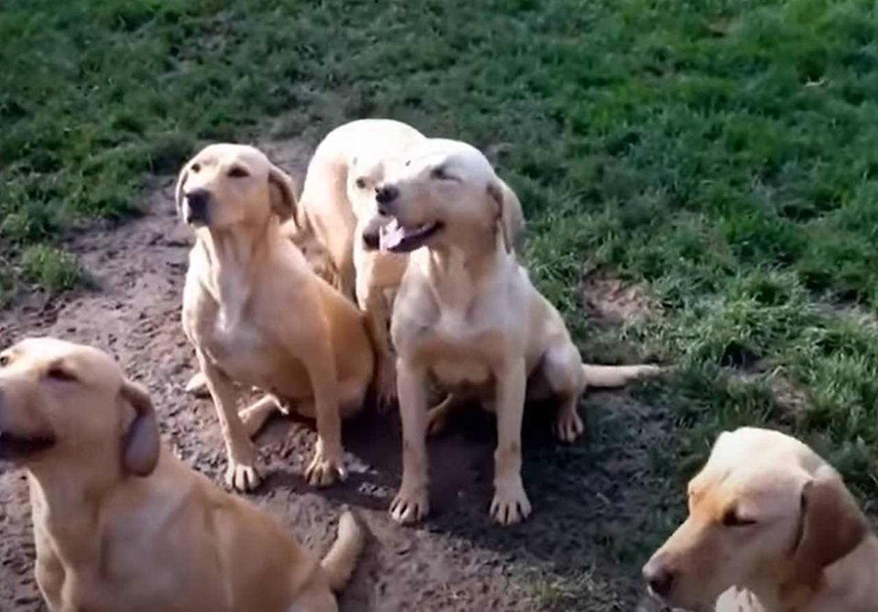 Sétimo lugar: Labrador Retriever (Canis lupus familiaris) – Sua inteligência está na combinação de rapidez no aprendizado e grande disposição para obedecer. Amplamente utilizado como cão-guia e de resgate, possui uma notável capacidade de entender comandos e interpretar emoções humanas.
