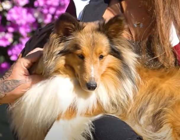 raças de cachorro que vivem por mais tempo