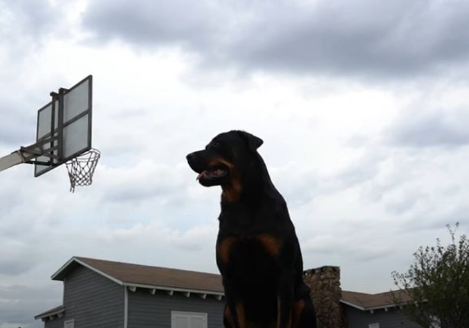 Rotweiller