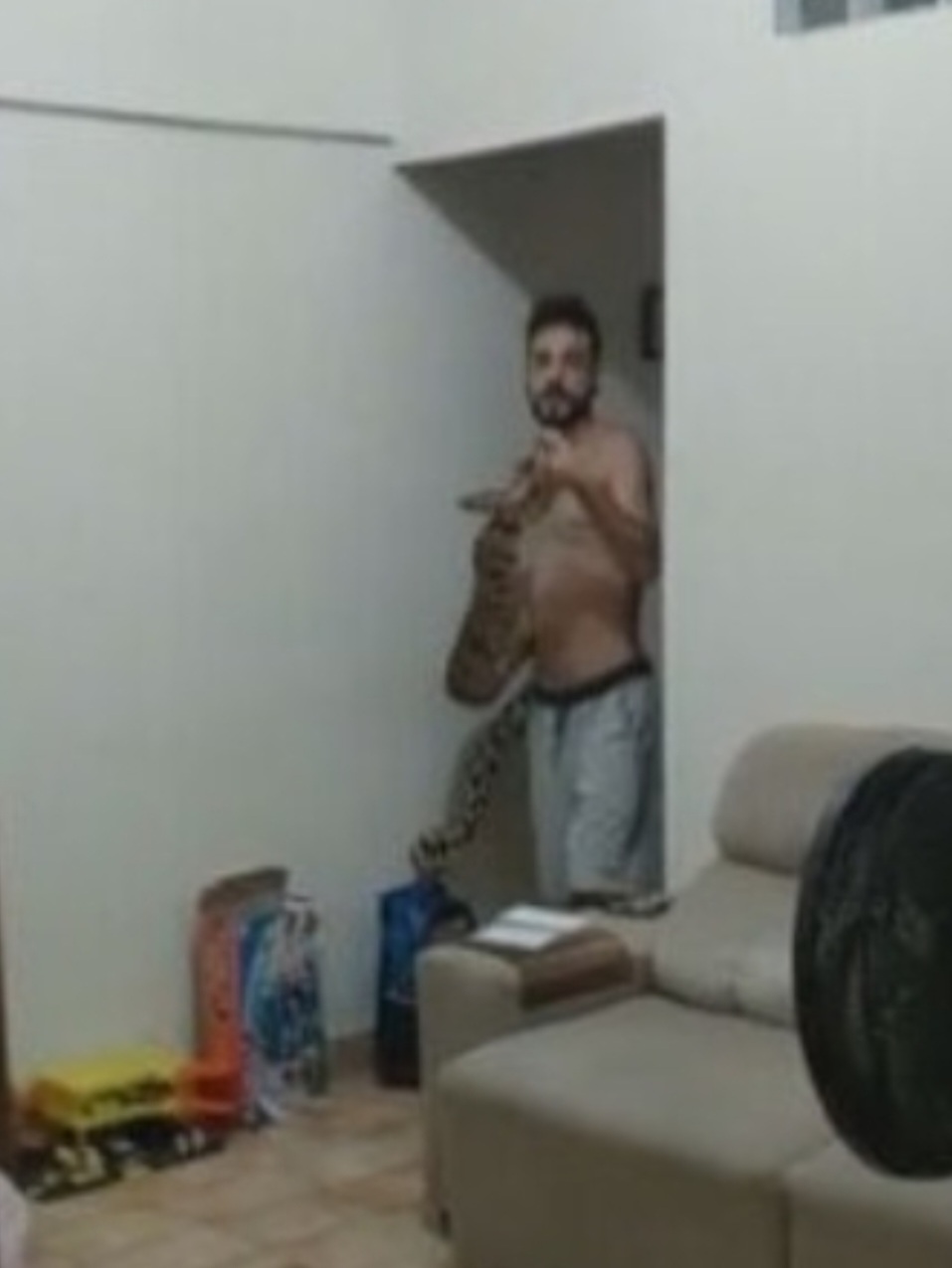 Em outubro de 2022, uma jiboia apareceu num apartamento em Santa Teresa, na Região Central do Rio de Janeiro. -Reprodução TV
