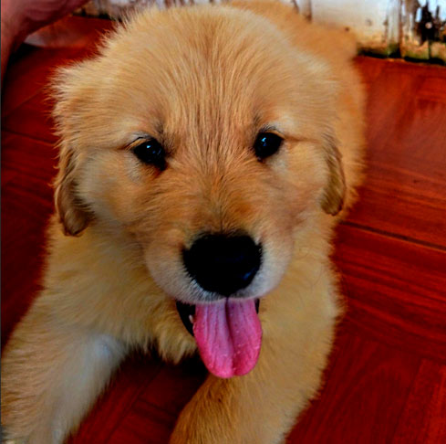 Quarto lugar: Golden Retriever (Canis lupus familiaris) – Essa raça combina inteligência emocional e cognitiva, aprendendo comandos rapidamente e compreendendo o humor de seus donos. Sua facilidade de adaptação e desejo de agradar o tornam um dos melhores cães para terapias e serviços assistenciais.
