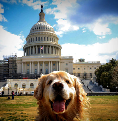 Golden Retriever é uma das raças mais populares do mundo