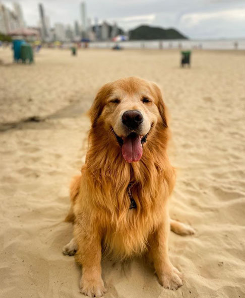 Originário do Reino Unido, o golden retriever vive tanto em lares familiares quanto em funções assistenciais. É extremamente amigável, gentil e sociável, ideal para famílias e crianças. Sua expectativa de vida é de 10 a 12 anos.
