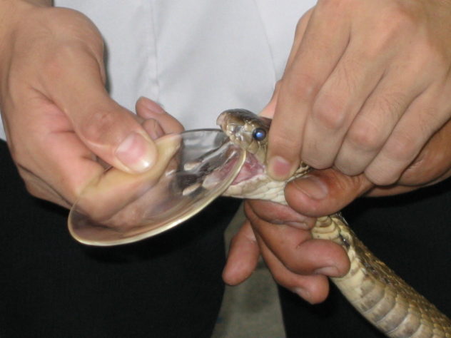 aranhas