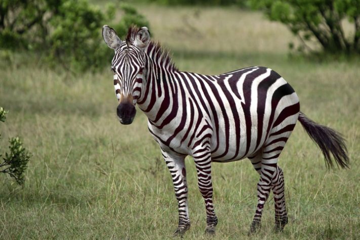 Animais rápidos 