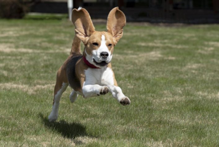 cachorro