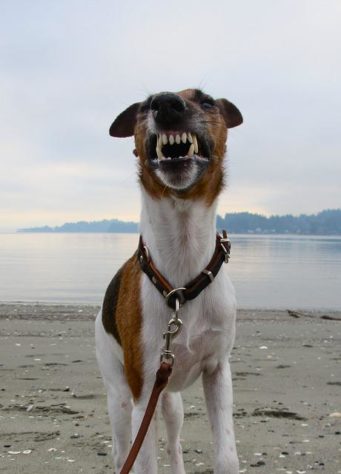 Estes são os melhores cães de caça do mundo