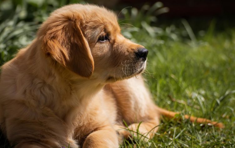 Estes são os melhores cães de caça do mundo