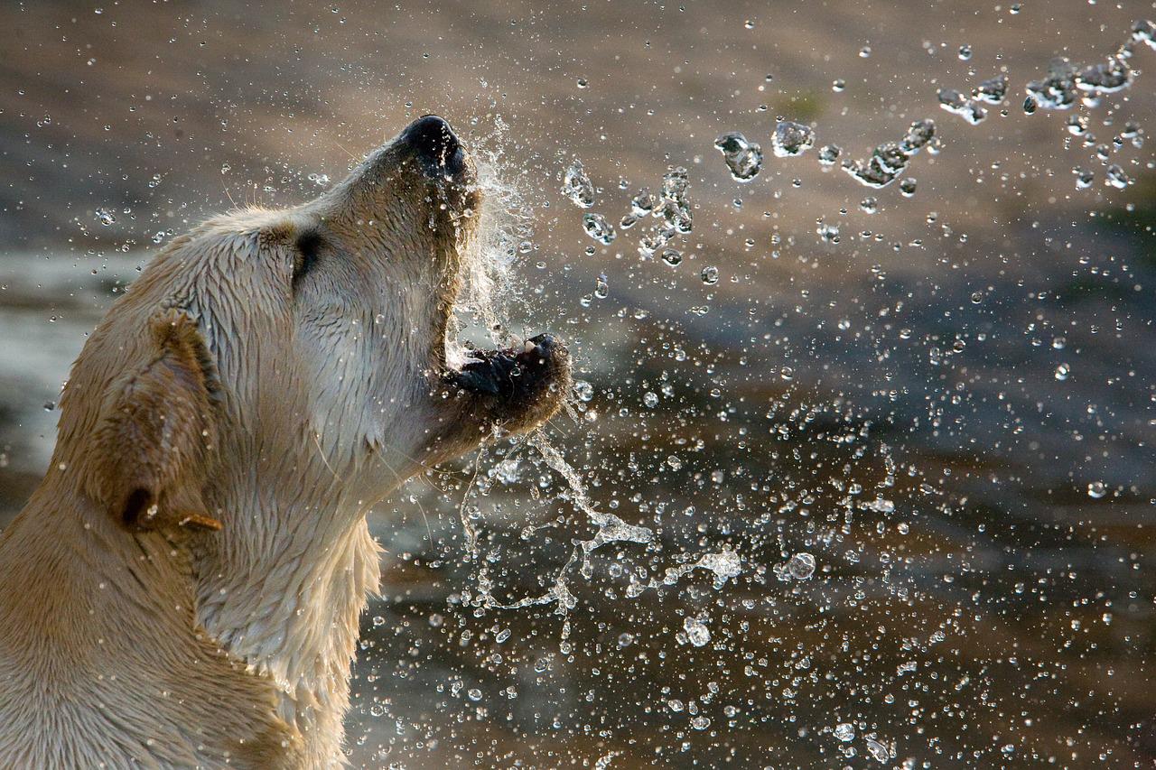 Além disso, a raça é muito comum em programas de assistência e terapia. O Labrador, por sua natureza empática e calma, é um excelente cão terapêutico, proporcionando conforto a pessoas em hospitais, asilos e até escolas. 