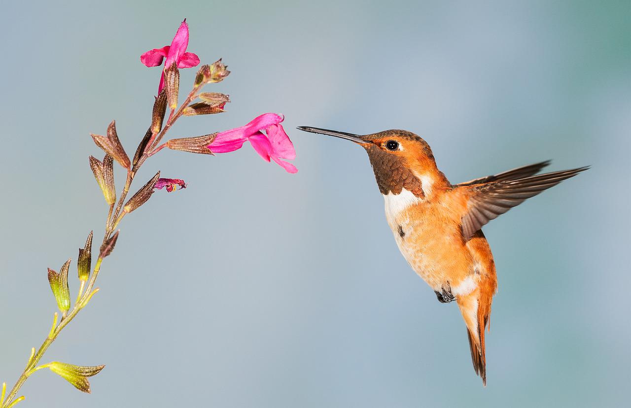 Os beija-flores comem até 8 vezes o seu próprio peso, pois precisam de muita energia, já que batem as asas muito rapidamente - cerca de 200 vezes por segundo!