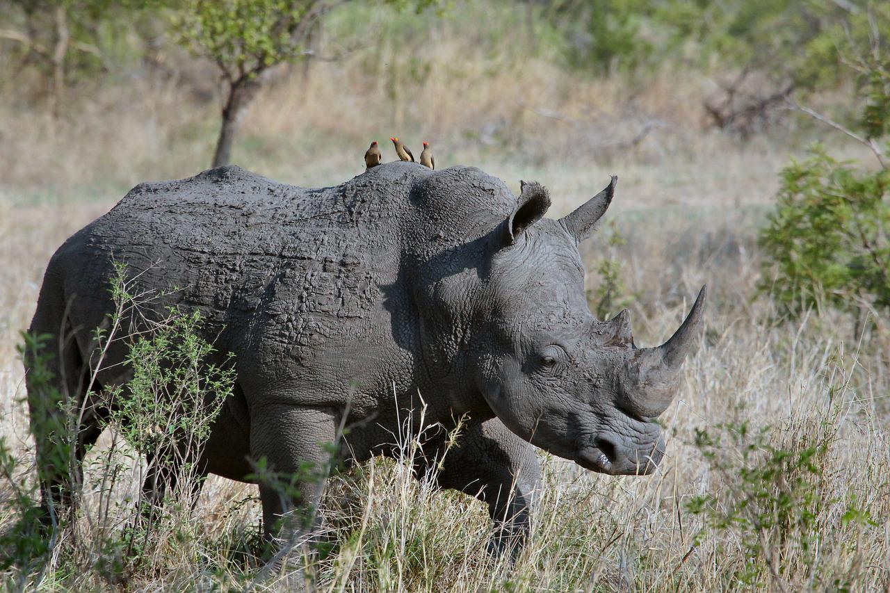 O único predador do rinoceronte adulto é o homem. Mas os filhotes podem ser atacados por leões, tigres e hienas. As espécies são ameaçadas de extinção porque a fêmea só tem uma cria a cada dois anos. E são vulneráveis à caça. 
